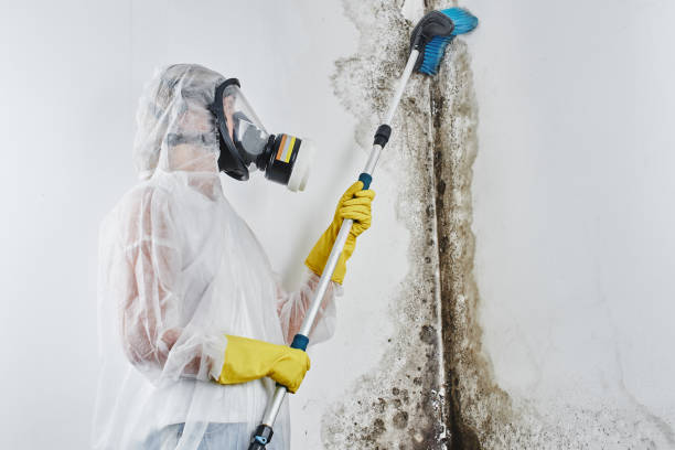 Best Emergency Mold Remediation  in Gorman, TX